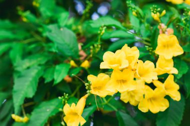 Yeşil arka planda sarı çiçekler