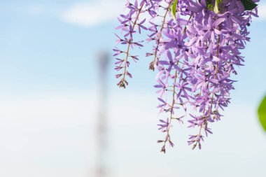 Ağaçta mor buket ve yeşil arkaplan