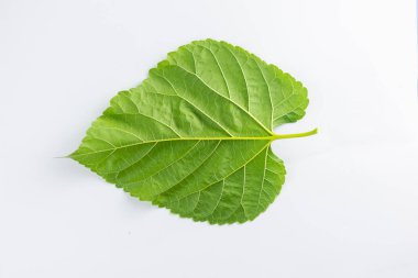 Beyaz arka planda yaban mersini yaprakları