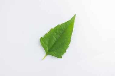 Kromolaena odorata yaprakları beyaz bir arkaplanda izole edilir.