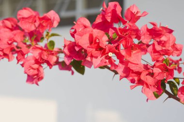 Arka planda çiçek açan bougainvillea