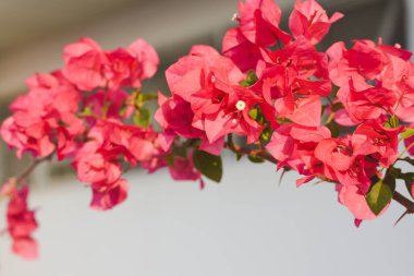 Arka planda çiçek açan bougainvillea