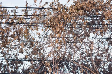 Elektrik kablolarındaki kuru sarmaşıklar