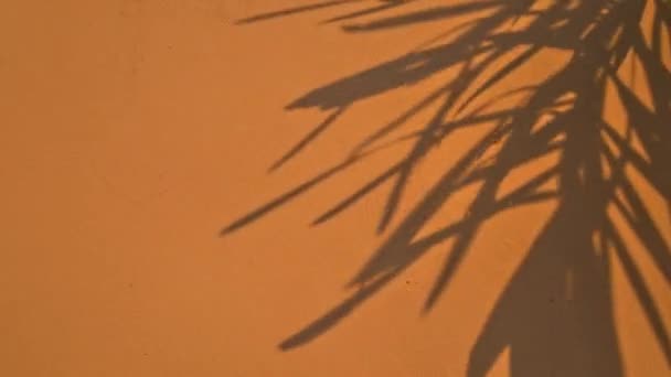 Sombra Sol Brilhando Através Madeira — Vídeo de Stock