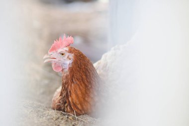 Sıcak bir günde kümeste oturan kahverengi tavuklar.