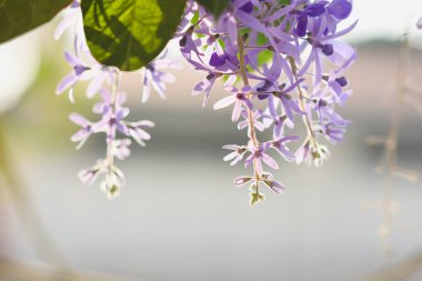 Doğal arka planda mor çiçekler (Petria Volubilis)