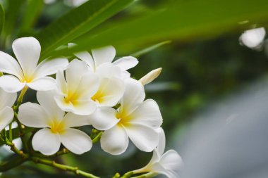 Bahçede çiçek açan Frangipani çiçekleri