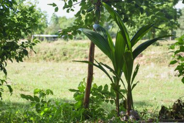 Küçük hindistan cevizi ağaçları dikilüyor..