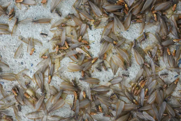 stock image Lots of winged insects, termites, alates on the ground.