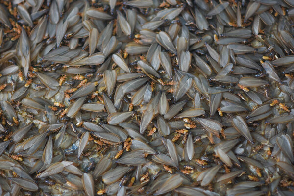 Множество крылатых насекомых, термитов, алатов на земле.