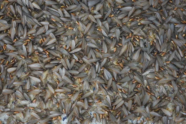 stock image Lots of winged insects, termites, alates on the ground.