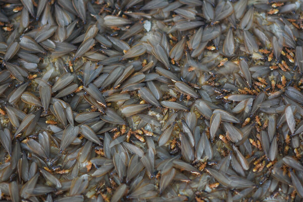 Множество крылатых насекомых, термитов, алатов на земле.