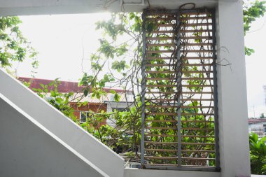 Asmalar yapı boyunca büyürler..