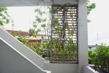 Asmalar yapı boyunca büyürler..