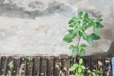 İyi büyümeye başlayan ve parlak yeşil yaprakları olan küçük bir biber bitkisi. doğal olarak.