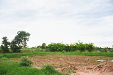 Gün batımında parlak yeşil ağaçlarla manzara