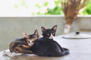 İki kedi uzanıp kameraya bakıyor..