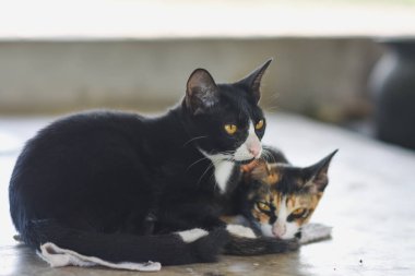 İki kedi uzanıp kameraya bakıyor..