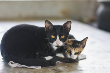 İki kedi uzanıp kameraya bakıyor..