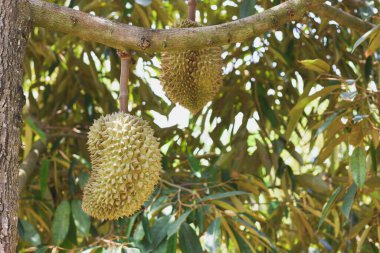 Ağaçtaki durian meyvesi