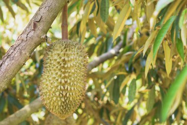 Ağaçtaki durian meyvesi