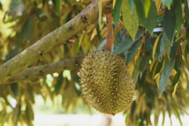 Ağaçtaki durian meyvesi