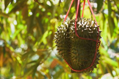 Ağaçtaki durian meyvesi