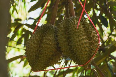 Ağaçtaki durian meyvesi