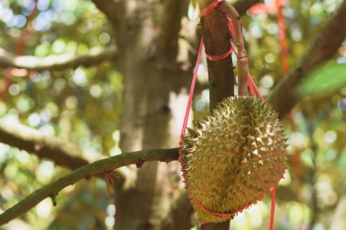 Ağaçtaki durian meyvesi