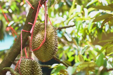 Ağaçtaki durian meyvesi