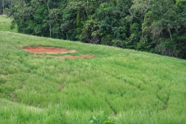 Dağlardaki orman ağaçları