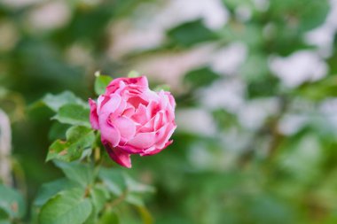 Bahçede pembe güller