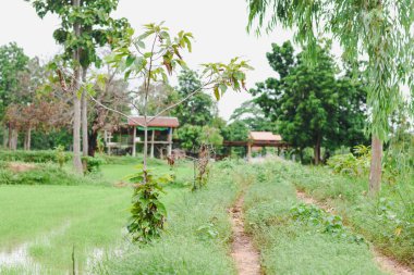 Yangın tarafından yakıldıktan sonra büyüyen bir kauçuk ağacı..