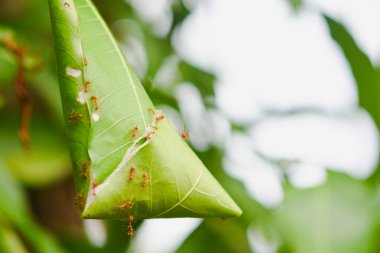 Mango ağacında kırmızı karınca yuvası