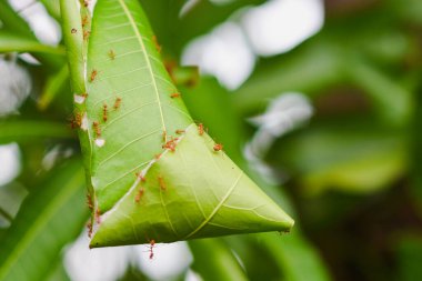 Mango ağacında kırmızı karınca yuvası