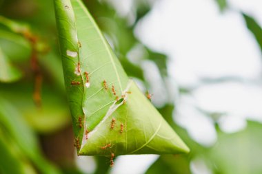 Mango ağacında kırmızı karınca yuvası
