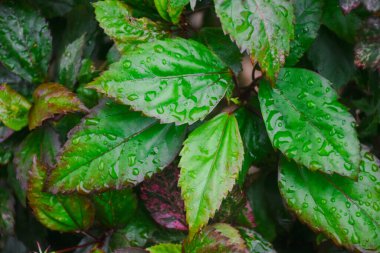 Sıcak bir akşamda çiğ damlalarıyla yeşil yapraklar