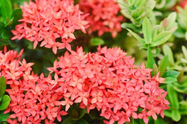 red flower and other name Ixora flower Spike flowers in garde clipart