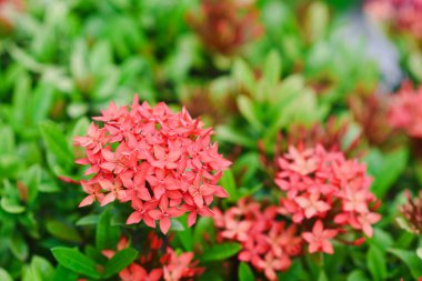 kırmızı çiçek ve diğer adı Ixora çiçek Gardda Spike çiçekler