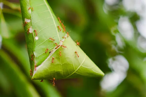 stock image Red ant nest on a mango tree