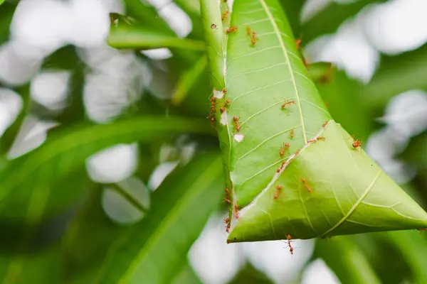 Stock image Red ant nest on a mango tree