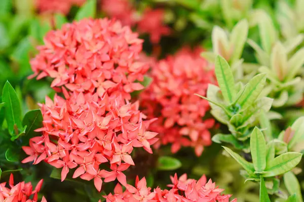 stock image red flower and other name Ixora flower Spike flowers in garde