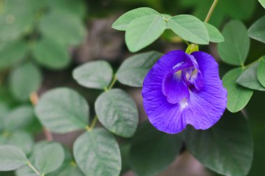 Bahçedeki Mor Kelebek Bezelye Çiçekleri
