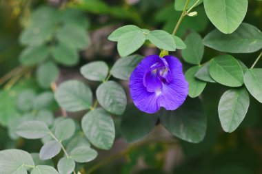 Bahçedeki Mor Kelebek Bezelye Çiçekleri