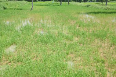 Pirinç tarlaları, taze yeşil pirinç bitkileri