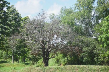 Mango ağacı öldü.