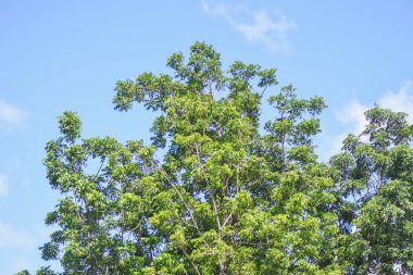 Ağacın tepesinde gökyüzüne karşı