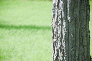 Yeşil arka planda doğal kabuğun yakın plan görüntüsü.