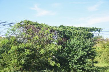 Elektrik hatlarında yeşil sarmaşıklar