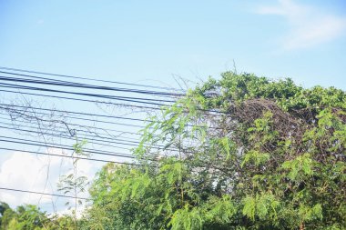 Elektrik hatlarında yeşil sarmaşıklar